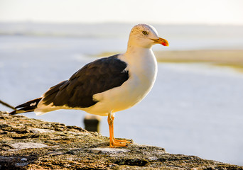 Gull in Mont Saint Michel, France