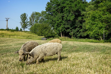 Obraz premium wild pigs on the farm.