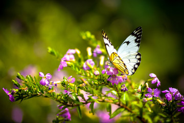 Beauty Butterfly