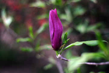 Magnolia flower