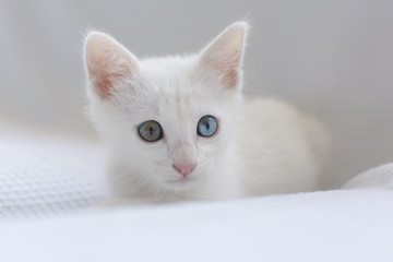 White kitten with different coloured eyes.