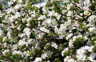 Apfelblüte