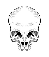 Vector illustration skull isolated.