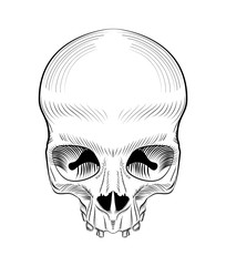 Vector illustration skull isolated.