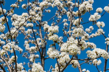 Cherry tree branches with white flowers in spring time against blue sky. Selective focus. Spring background