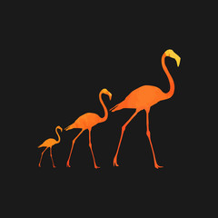 illustration flamingo
