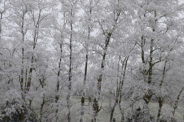 Fototapeta premium frozen trees in winter landscape the Netherlands