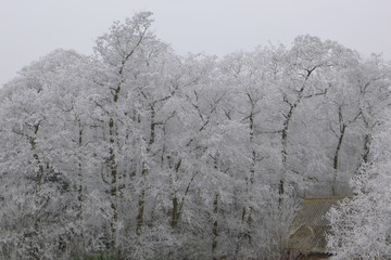 frozen trees in winter landscape the Netherlands