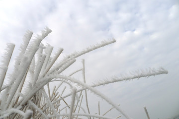 frozen grass in grassland under the clouds