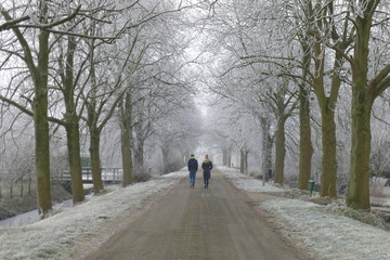 Romantic winter walk between frozen trees in street Beemster