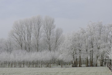 frozen trees in winter landscape the Netherlands