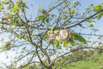 Vereinzelte Apfelblüten an noch jungem Apfelbaum