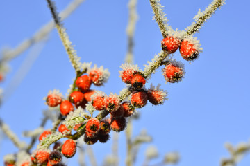 frozen red berries in a winter garden