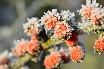 frozen red berries in a winter garden