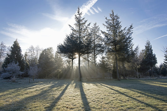 Fototapeta frozen christmastree with sun light ia winter garden