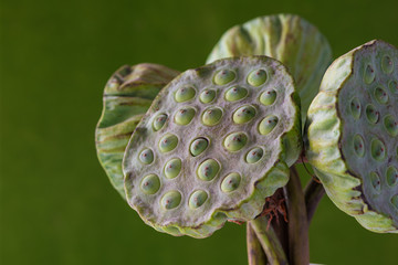Fototapeta premium Fresh lotus seed heads isolated on the blur background