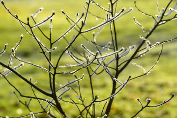 frozen schrub in a wintergarden