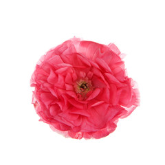 One deep pink Ranunculus asiaticus flower, isolated on white background.