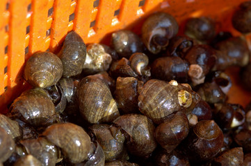 Freshly caught seafood in an orange basket