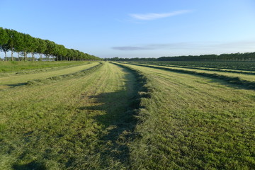 Freshly mowed grass in the Beemster, the Netherlands
