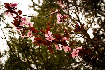flowering cherry