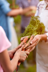 Close up of carrots in young and old hands