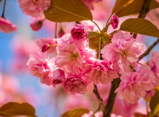 Crédence de cuisine en verre imprimé Fleur de cerisier japanische Kirschblüte