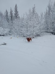 Dog playing in the snow