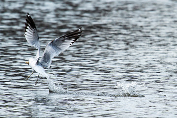 Seagull grabbing some bread from the water