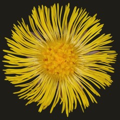 Coltsfoot (Tussilago farfara) - flower - macro. Isolated.