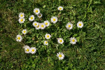 Daisies in the grass. Slovakia