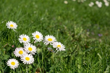 Daisies in the grass. Slovakia