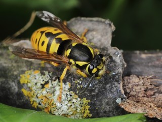 Wasp (Vespula vulgaris) resting on the bark of a tree.