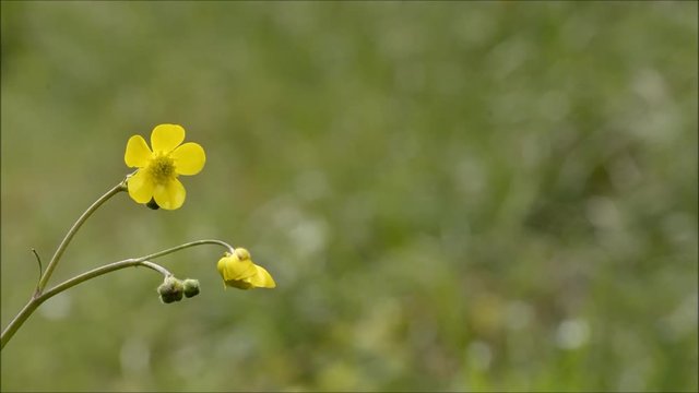 Fiore giallo mosso dal vento.