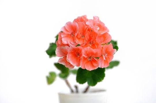 Large pink geranium flower on a white background
