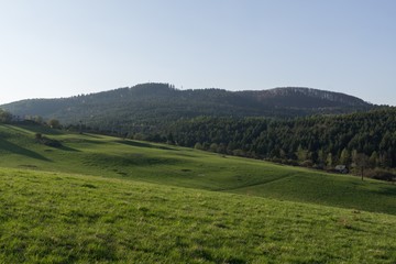 Fototapeta na wymiar Meadow with green grass and trees during sunny day. Slovakia