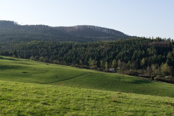 Fototapeta na wymiar Meadow with green grass and trees during sunny day. Slovakia
