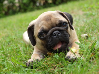 Mops/Hund