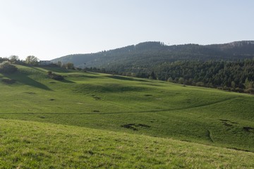 Meadow with green grass and trees during sunny day. Slovakia