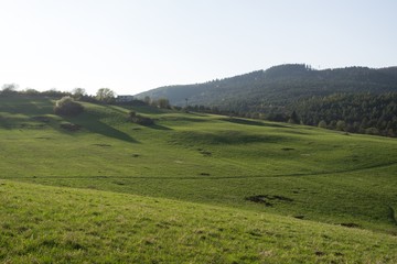 Meadow with green grass and trees during sunny day. Slovakia