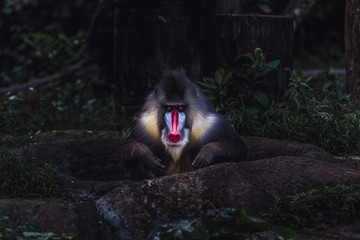 Deep stareMale mandrill staring at the camera - Powered by Adobe
