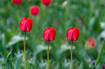 Red tulips in the grass