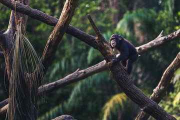 Infant chimpanzee playing