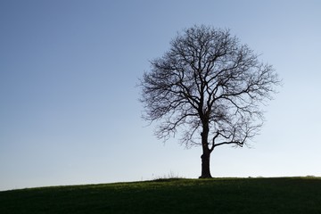 Fototapeta na wymiar Abandoned tree on meadow during sunny day. Slovakia