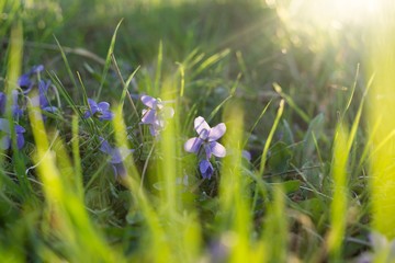 Gilliflower in the grass. Slovakia