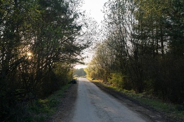 Fototapeta premium Magic trees and paths in the forest. Slovakia