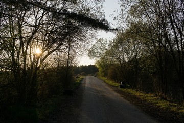 Obraz premium Magic trees and paths in the forest. Slovakia