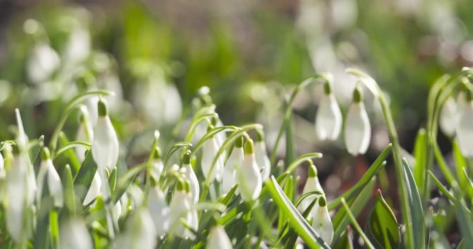 Slow motion pan of white snowdrops in sunny spring morning, 4k 60fps prores footage