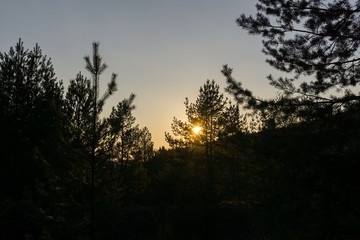 Trees in the forest. Slovakia