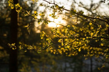 Leaves of the green tree during sunset. Slovakia